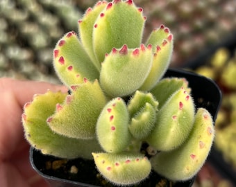 2" Fuzzy Cotyledon Bear Paws Variegated