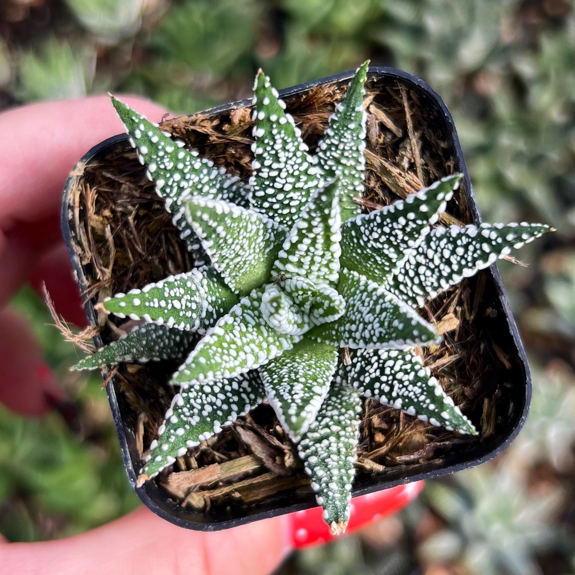 ハオルチア スターズフェアリー② 【公式通販】