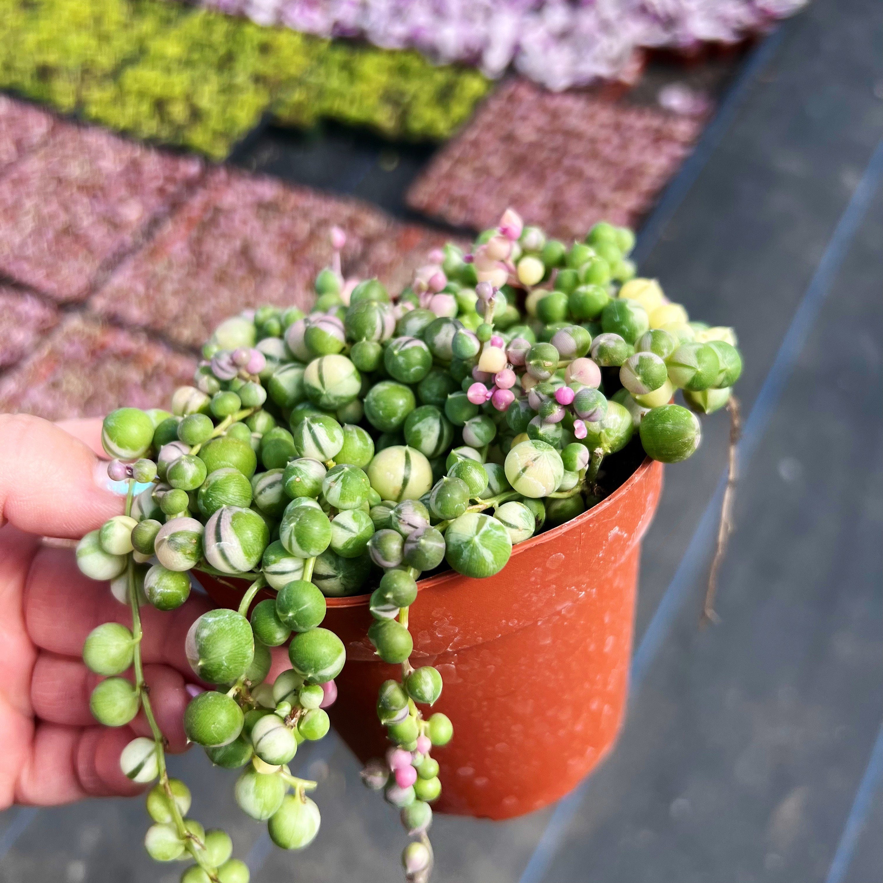 Variegated string of pearls for pink Wednesday 🍬🍬🍬 : r/succulents