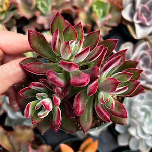4” Echeveria Harmsii Ruby Slippers – Velvet Red Rosette Succulent
