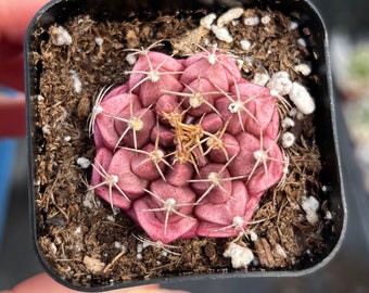 2 po. Gymnocalycium Tucavocense Cactus