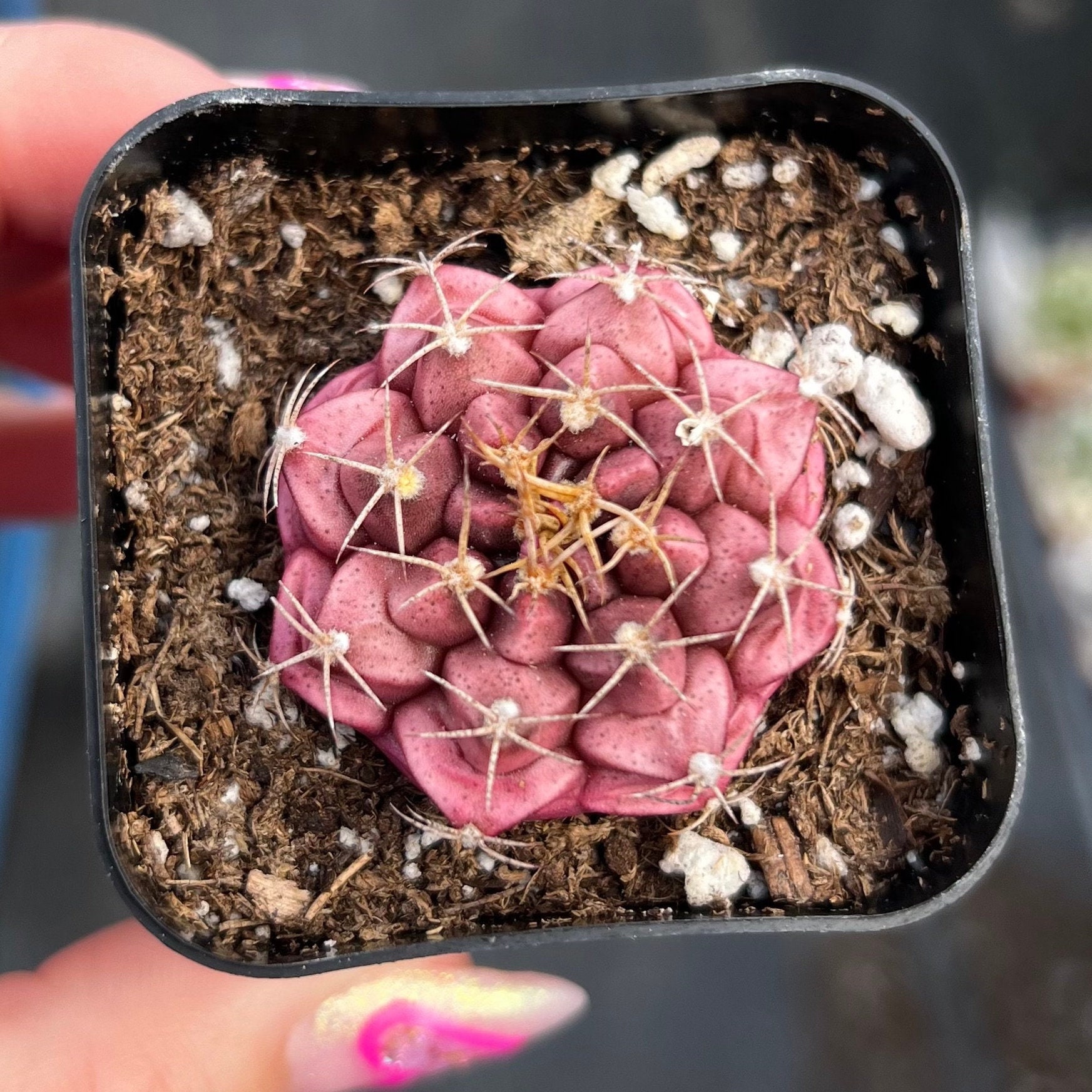 2 Gymnocalycium Tucavocense Cactus - Etsy