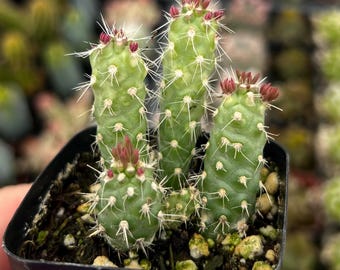 6" [eves Pin Cactus] Austrocylindropuntia Subulata - Etsy
