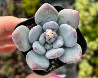 2” Pachyveria Powder Puff