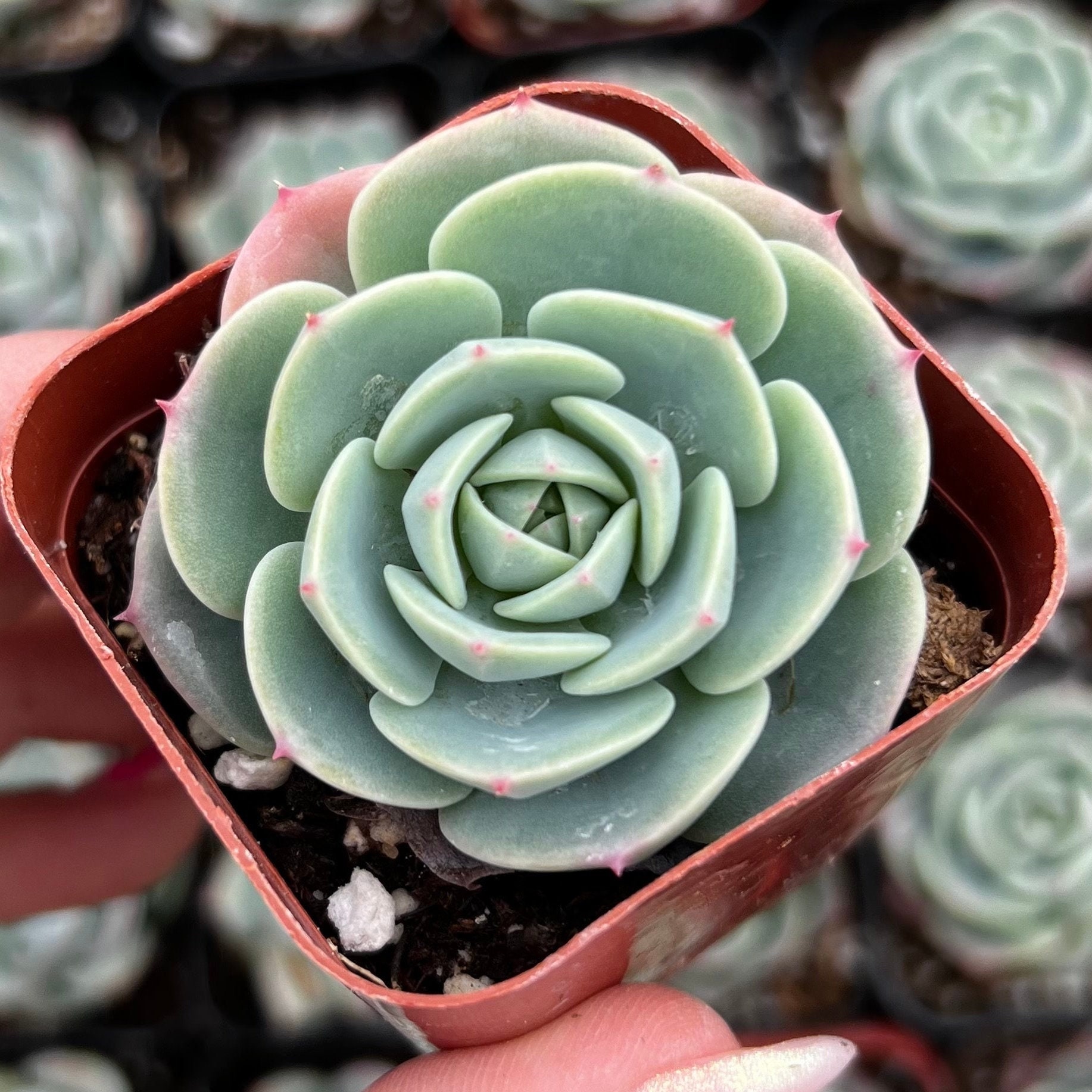 2” Echeveria Derenbergii X Imbricata Hybrid Succulent Plant