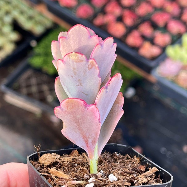 2” Kalanchoe Fedtschenkoi / Lavender Scallops