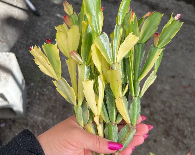 Large Variegated Christmas Cactus Etsy