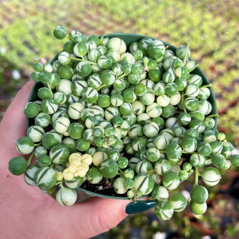 Where to buy string of pearls succulent plant