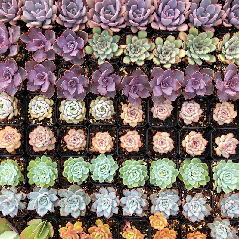 5/10 2 Assorted Colorful Succulents Plants / Potted image 3
