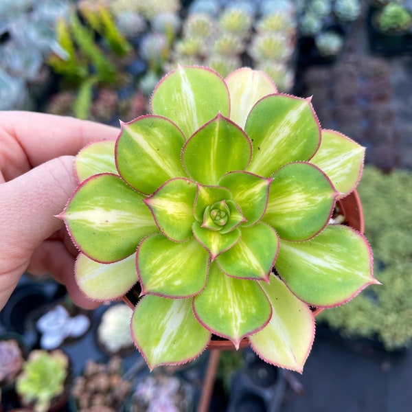 4” Aeonium Starburst / Moonburst