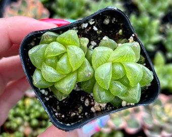 Haworthia Cymbiformis Obtusa / Indoor Low Light Succulent