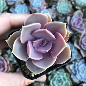May include: A close-up of a purple succulent plant with fleshy leaves in a small black pot. The plant is in focus and the background is blurred.