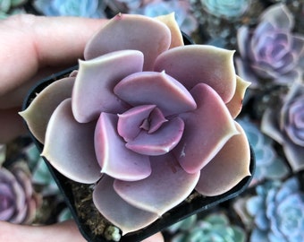 Echeveria ‘Perle von Nurnberg’ – Pink & Lavender Rosette | Live Succulent in 2” Pot