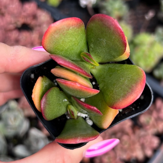 2 Crassula Ovata Sunset Jade / Bonsai Succulent Plant - Etsy