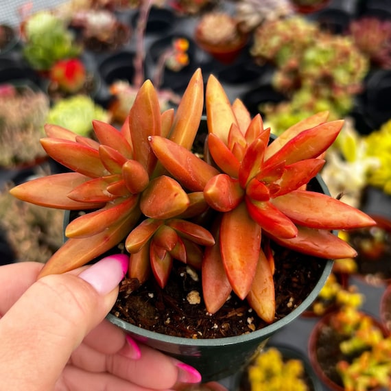 4 Sedum Adolphii Firestorm Succulent Plant - Etsy