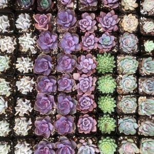 5/10 2 Assorted Colorful Succulents Plants / Potted image 7