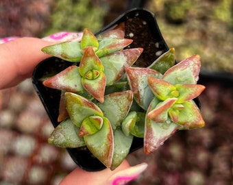 2” Crassula Rupestris High Voltage