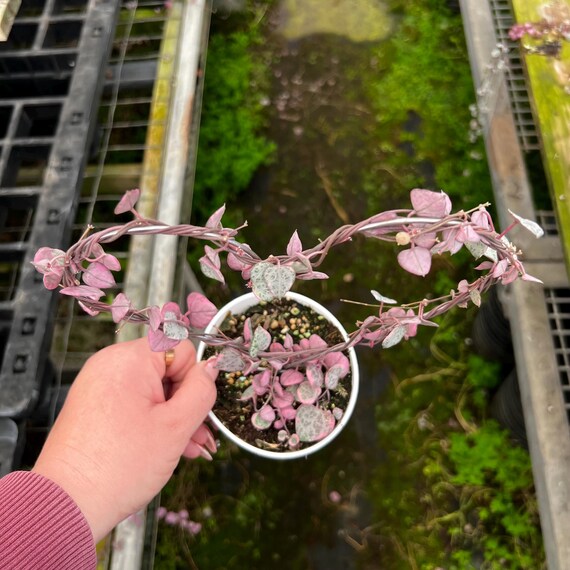 4” Pink Variegated String of Hearts – Heart Trellis Live Plant