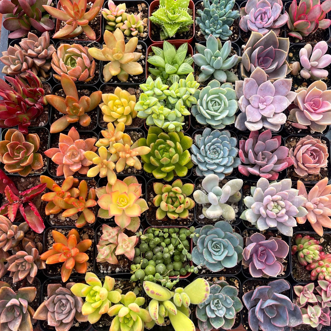 Sukulen berbagai mendukung tanam faktor mediatani Plant food for succulents