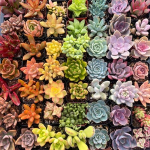 Colorful Succulent Assortment – Live Succulents in 2” Pots – Choose 5, 10, or 64 Pack – Rainbow Mix for Gifts, DIY & Favors