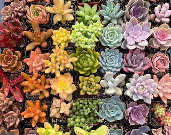 5/10 2" Plantes succulentes colorées assorties / en pot