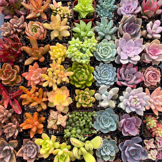 5/10 2 Assorted Colorful Succulents Plants / Potted
