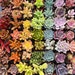 5/10 2' Assorted Colorful Succulents Plants / Potted 