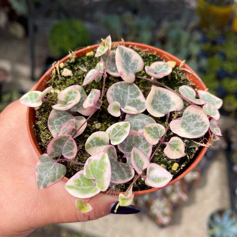 4 Variegated String of Hearts / Ceropegia Woodii Variegata image 5