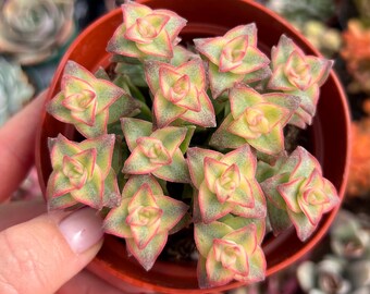 Crassula Perforata Variegata – Stacked Succulent in 4” Pot