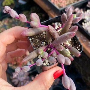 May include: A small succulent plant with fleshy, purple-tinged leaves and pink stems. The plant is growing in a black plastic pot.