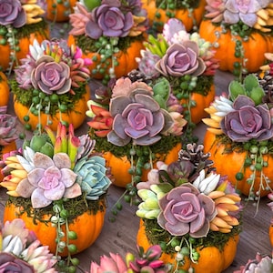 May include: A collection of small orange pumpkins topped with arrangements of various succulents including purple rosettes, green string of pearls, and yellow-tipped leaves nestled in green moss with small brown pinecones.