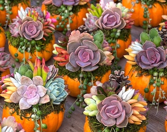 Puede incluir: Una colección de pequeñas calabazas naranjas decoradas con arreglos de diversas suculentas, incluyendo rosetas moradas, plantas rosario verdes y hojas con puntas amarillas sobre musgo verde con pequeñas piñas marrones.