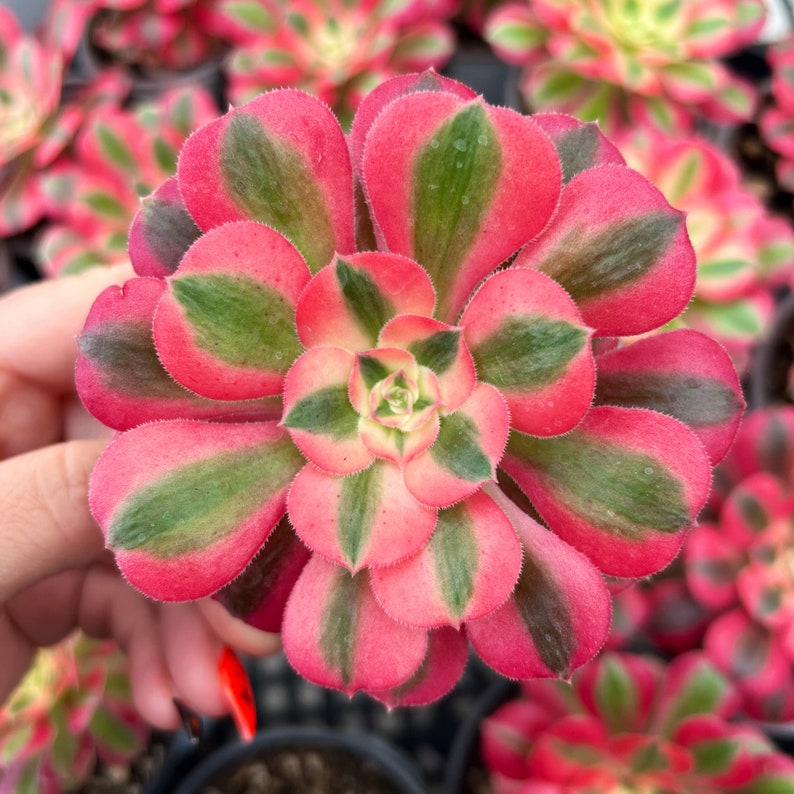 Aeonium pink witch rare succulent