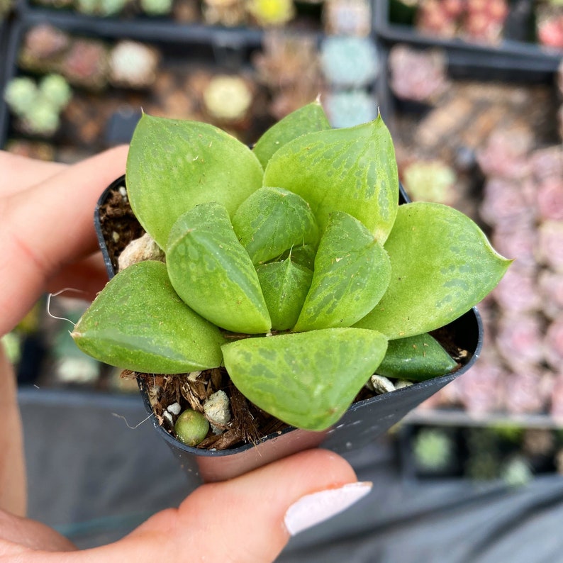 2 Haworthia Cuspidata / Indoor Low Light Succulent Plant Bild 2