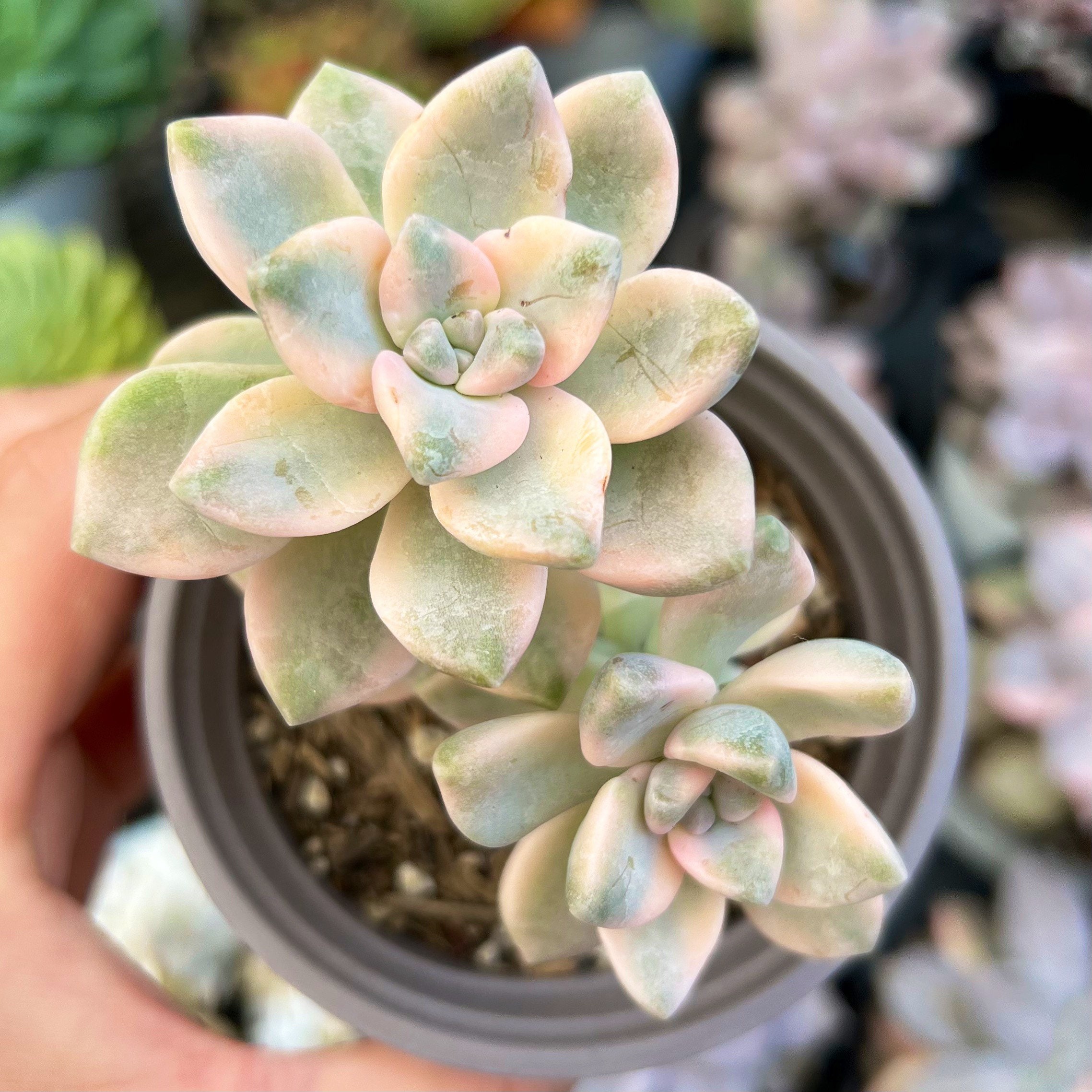 Graptoveria Titubans Variegata / Rare Korean Variegated Succulent - Etsy  Australia