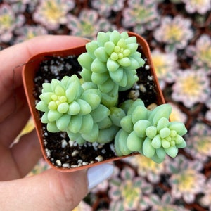 Sedum ‘Burrito’ – Baby Donkey Tail Trailing Succulent in 2” Pot