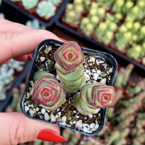 2” Crassula Marinerana Jade Necklace Succulent Plant