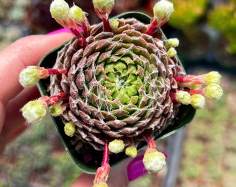 2” Sempervivum Cobweb / Cold Hardy