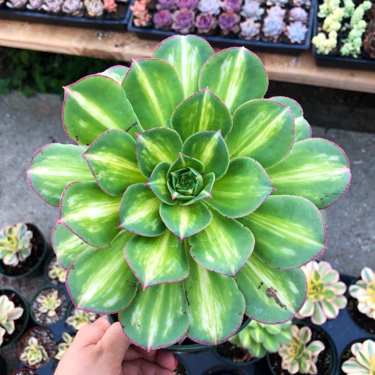 7 Aeonium Starburst Succulent Etsy Singapore