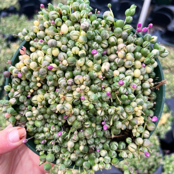 Variegated String of Pearls – Rare Succulent in 6” Pot – Indoor Trailing Plant