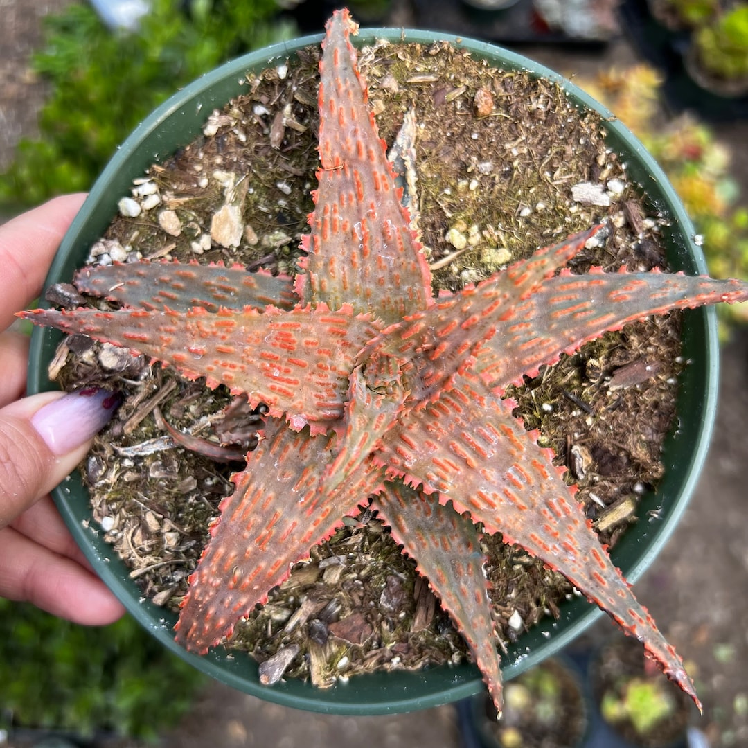 6 Aloe Marmalade Etsy