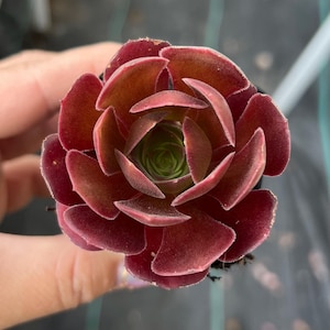 May include: A succulent plant with a rosette of thick, fleshy leaves arranged in a circular pattern. The outer leaves are a deep burgundy red, transitioning to a vibrant green at the center. The leaves have smooth edges and a matte texture.