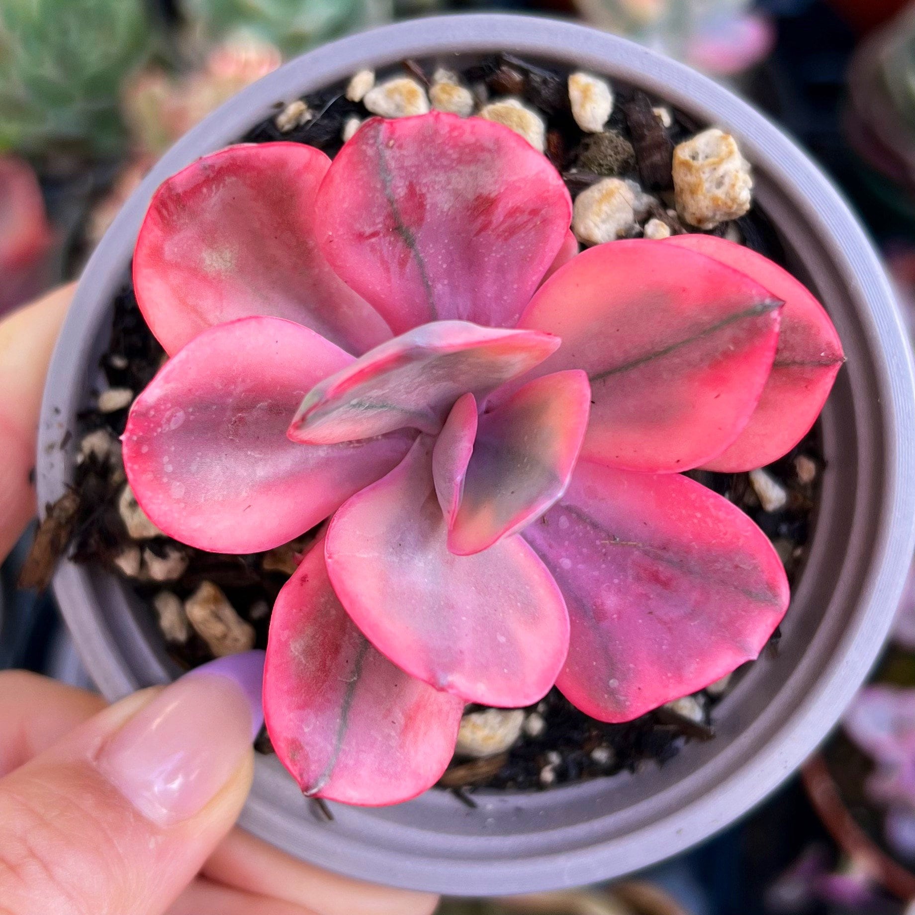 クリスティンハワース エンジェルウィスパー Rainbow Angel E702 Echeveria Angel Wings Variegata / Rare Korean Variegated Succulent