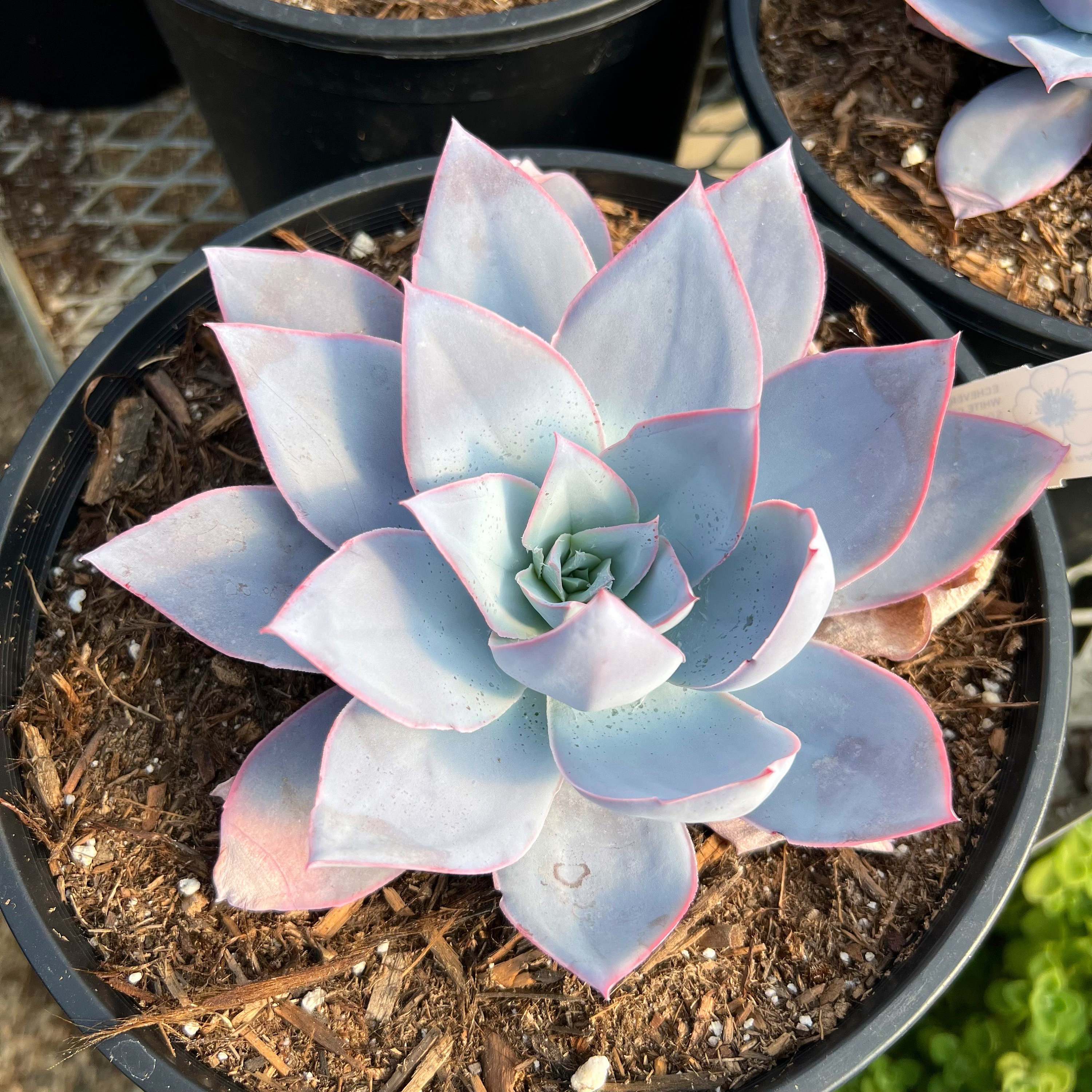 Echeveria Cante – 6” Rosette Succulent – Ships Bare Root – Powder