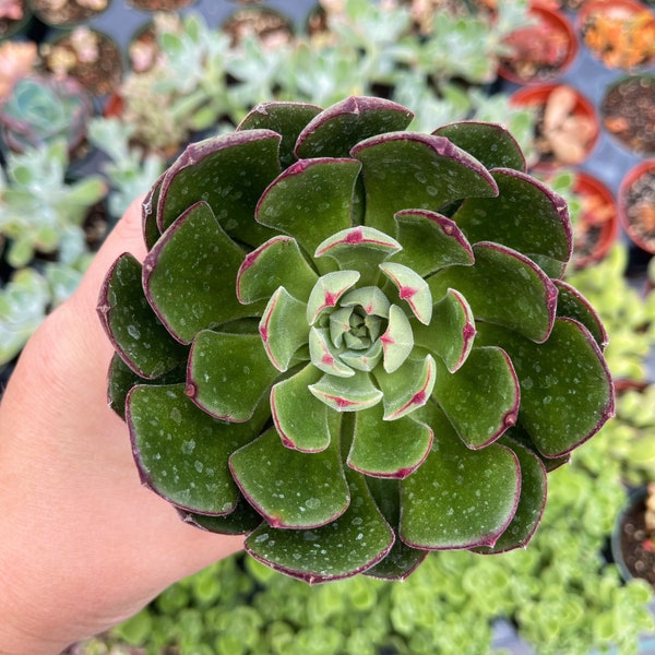 4” Echeveria Joan Daniel