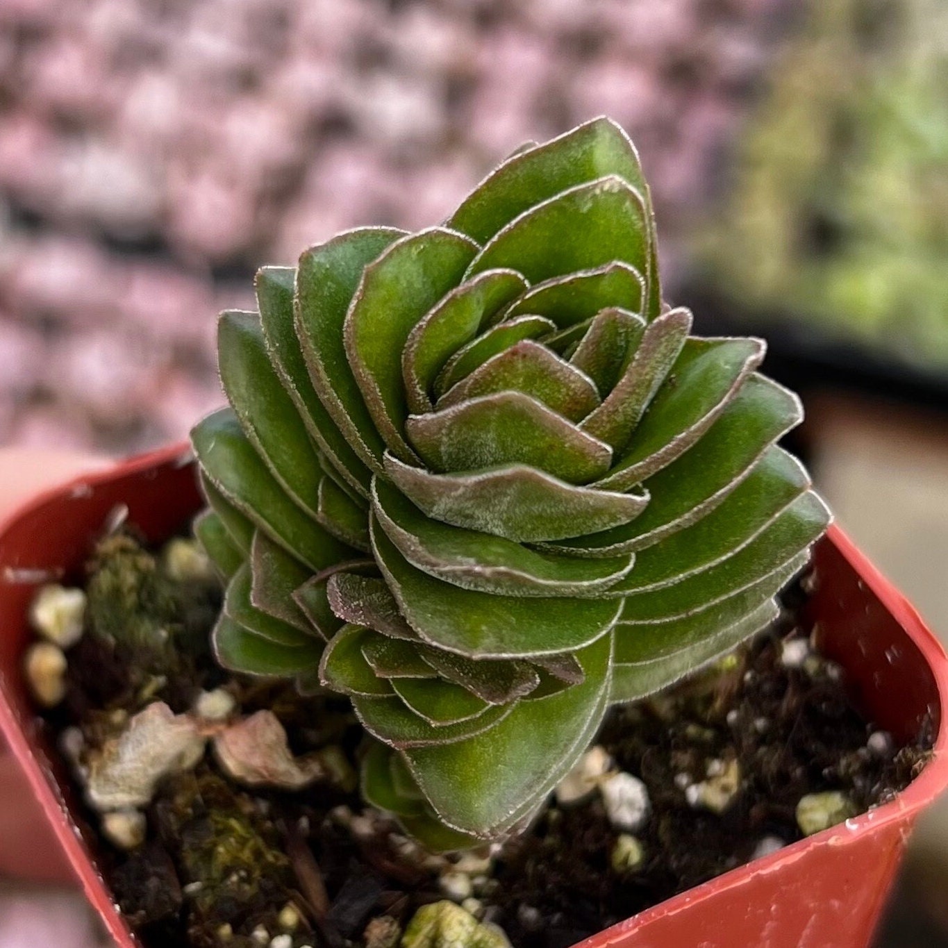Buddha Cactus - Etsy