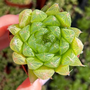 2” Haworthia Cooperi Species / Indoor Low Light Succulent