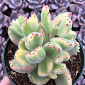 4” Variegated Bear’s Paws Succulent Plant