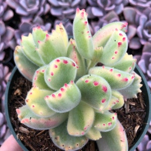 4” Cotyledon tomentosa ‘Variegata’ / Variegated Bear’s Paws