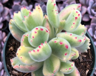 4” Variegated Bear’s Paws Succulent Plant
